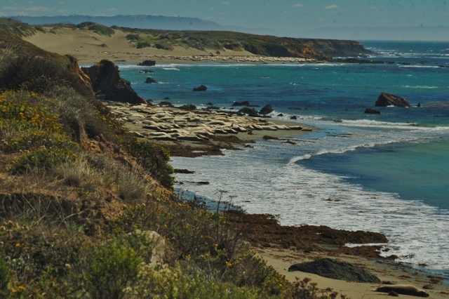 elephant seals